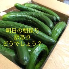 農家直送新鮮キュウリ即購入OKきゅうり胡瓜