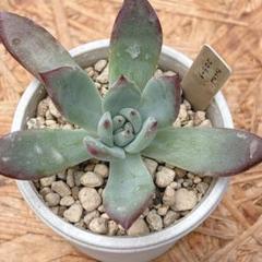 10 カリフォルニア輸入　コロラータNo.1  希少　多肉植物 多肉植物 25x74コロラータ Mさんコロラータ 札付きポットのまま