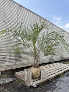 ココスヤシシルバーリーフ高さ260cm 幹回り100cm 幹高50〜60cm