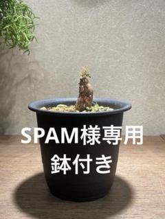 2025年最新】オペルクリカリア パキプス パワータンクの人気