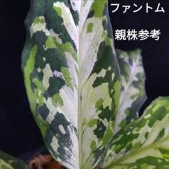 2025年最新】アグラオネマ ピクタム ラプラスの人気アイテム