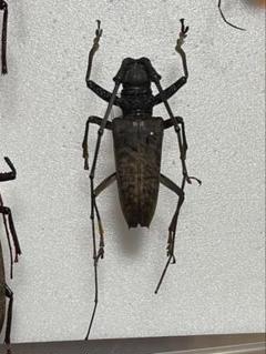2025年最新】カミキリ 昆虫標本の人気アイテム - メルカリ
