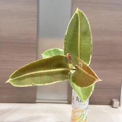 2025年最新】アサヒゴム 観葉植物の人気アイテム - メルカリ