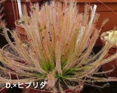 2025年最新】食虫植物の人気アイテム - メルカリ