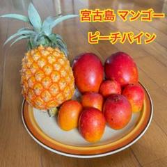 マンゴー5種 金煌 金蜜 アーウィン レッドキーツ マイヤー 化粧