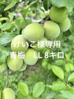 けいこ　青梅　LL 8キロ けいこ様専用 青梅 LL 8キロ - メルカリ