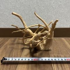 【希少】DIY・アクアリウム向け 特大塊根ブランチウッド流木 約50cm 希少】アクアリウム・DIY向け 特大サイズ塊根ブランチウッド流木