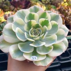 多肉植物 ルノーディーン錦 抜き苗 エケベリア サボ - メルカリ