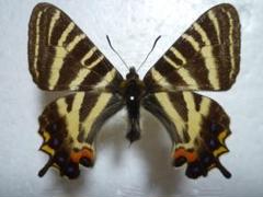 マイコレクション ギフチョウ Luehdorfia japonica ・旧揖斐郡