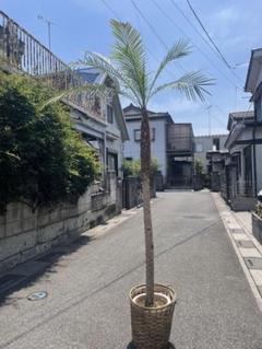 フェニックスロベレニー　大型約２.５メートル　直接引取り歓迎埼玉県久喜市　配送可 フェニックスロベレニー 大型約2.5メートル 直接引取り歓迎
