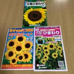 ひまわりん　まとめ売り 楽天市場】【ヒマワリの種】ビンセントクリアオレンジ【サカタの