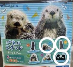 キラ・メイ　衣装総選挙アクスタ7種 2025年最新】鳥羽水族館 ラッコ アクスタの人気アイテム - メルカリ