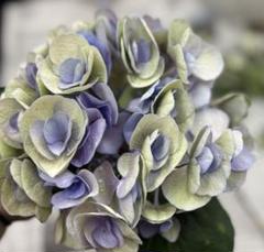 切花 紫陽花 輸入 ビューティーパピヨンクラシック 挿し穂 ③