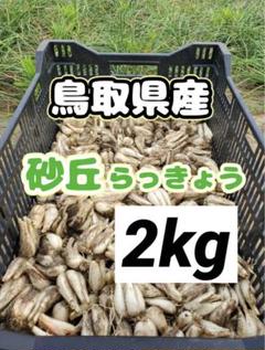 2025年最新】鳥取砂丘らっきょうの人気アイテム - メルカリ