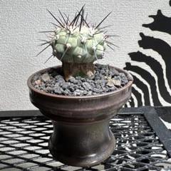 2025年最新】copiapoaの人気アイテム - メルカリ