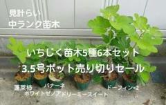 2025年最新】イチジク 苗木の人気アイテム - メルカリ