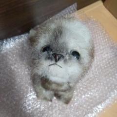 リーベ 猫 ぬいぐるみセット m76723757552_1.jpg?1682848515