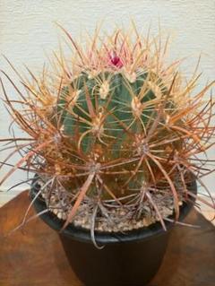 サボテン フェロカクタス 旋風玉 鯱頭 変種 神仙玉 巨鷲玉 刈穂玉 赤鳳 サボテン フェロカクタス 旋風玉 鯱頭 変種 神仙玉 巨鷲玉 刈穂
