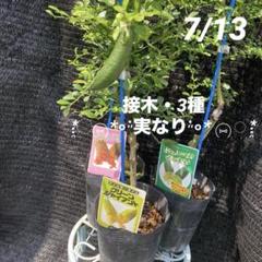 ③*ஐ3種*ஐフィンガーライム・苗木【グリーンジャイアント・ドリームタイム・ ③*ஐ3種*ஐフィンガーライム・苗木【グリーンジャイアント
