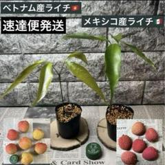 メルカリ便発送‼︎　レイオブライト変わり斑　レア‼︎　3本カット苗 2025年最新】ライチ 苗の人気アイテム - メルカリ