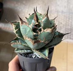 楽天市場】【現品・現物】 現地球 アガベ・チタノタ・オアハカ