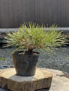 盆栽素材 瑞祥+瑞宝+旭龍=まとめ売り Cuttings are possible!? The charm of Zuiho [Bonsai Q] - YouTube