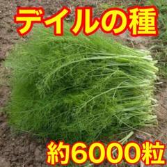 デイルの種 袋込み10g約6000粒