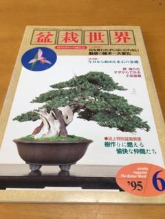 激安/新作 2008年6月 ｜クサボケ特集｜名石・銘木の世界｜盆栽