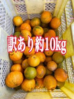 2025年最新】デコポン 訳あり10kgの人気アイテム - メルカリ