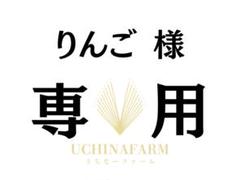 摘果マンゴー　8kg クール便発送！ TF10_2.jpg