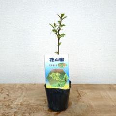花山椒ムラーノさま専用 Amazon.co.jp: 【葉山椒 3号 4個セット】Japanese pepper tree