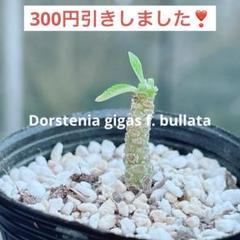 larsson-gekkabijinn枠　ギガスブラータ 2025年最新】ブラータ ギガスの人気アイテム - メルカリ
