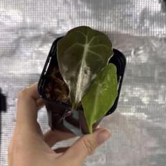 アロカシア ヴェノム Alocasia 'Venom' 管理番号7 アロカシア ヴェノム Alocasia 'Venom' 管理番号m7 - メルカリ