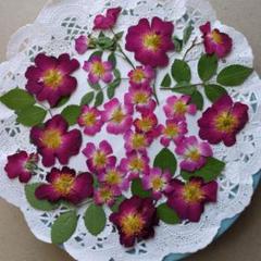 押し花セット 赤ピンク 多数　4