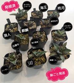 【鉢ごと発送】人気のチタノタ12種セット【ネームタグ付】 鉢ごと発送】人気のチタノタ12種セット【ネームタグ付】
