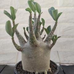 スペシャル✨️ a41 アデニウム ドワーフ ムカデ足 塊根植物 コーデックス a71 アデニウム ドワーフ ムカデ足 塊根植物 コーデックス
