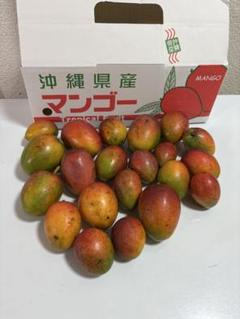 沖縄県産　ミニマンゴー　約1.4kgのサムネイル