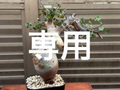 イ*ン様 K83 コミフォラ ピュア カタフ ソマリア 現地株 新着 下処理済み Commiphora kataf pure コミフォラ ピュアカタフ 発根済現地株 2