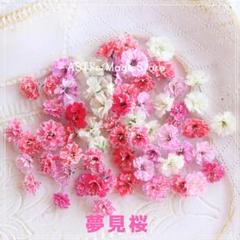 No.1235 ドライフラワー かすみ草 夢見桜 （赤色MIX） - メルカリ