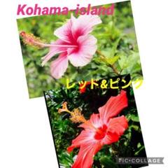 沖縄小浜島産ハイビスカスレッド ピンク