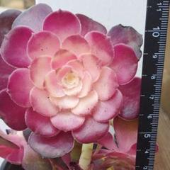 51#多肉植物❤️アエオニウム錦❤️ 白鳳錦 ❤️9頭25cm拔き苗