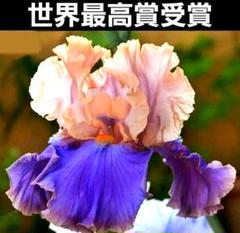 希少/ダイクスメダル受賞花/ハンテッドハート/ジャーマンアイリス/球根 希少/ダイクスメダル受賞花/ハンテッドハート/ジャーマン