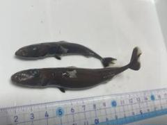 国内外の人気が集結 超希少・深海標本】 世界最小のサメ ツラナガコビトザメ液浸標本 標本