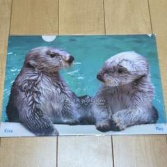 激レア】鳥羽水族館 コレクションカード キラちゃん 貝かぶり ホロ