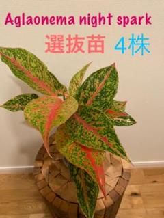 Aglaonema night spark アグラオネマ ナイトスパーク