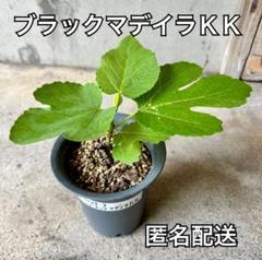BLACK MADEIRA KK BMKKいちじく苗　ブラックマデイラKK アブラヤ農園】 Black Madeira KKの販売ページ