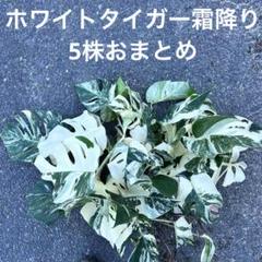 斑入りモンステラ霜降りホワイトタイガー 5株おまとめ葉付き茎