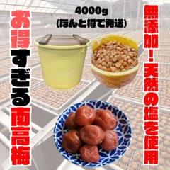 人気爆発！紀州南高梅 樽 4000g かわあつ梅 無添加 和歌山 紀州 白梅 〇人気爆発！紀州南高梅 樽 4000g かわあつ梅 無添加 和歌山