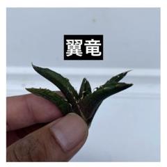 たぁちゃん アガベ チタノタ 翼竜 活着済み！【強鋸歯・コンパクト】 51sJ99e7HuL._UF350,350_QL50_.jpg