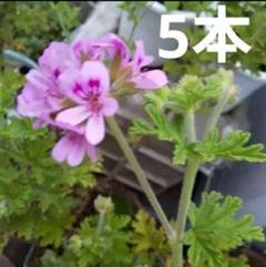 蚊連草 カレンソウ センテッドゼラニウム 切り枝 5本 by メルカリ